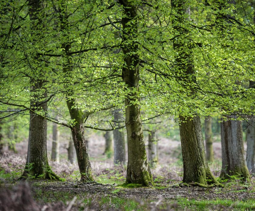 Trees In The New Forest