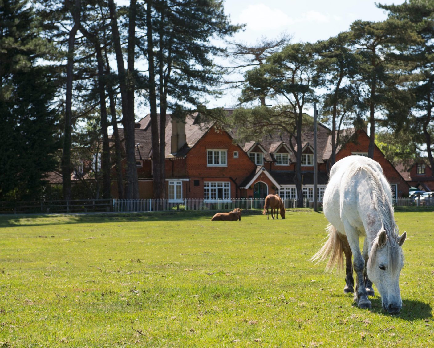 White Horse In The New Forest